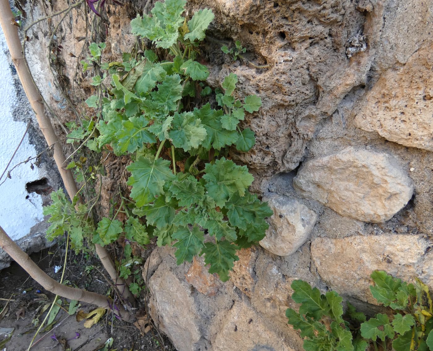 Изображение особи Hyoscyamus aureus.