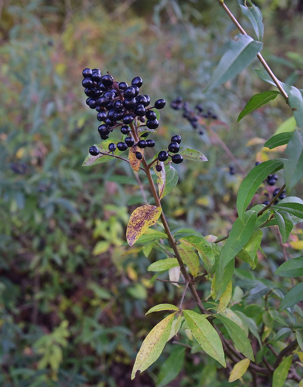 Изображение особи Неопознанный вид.
