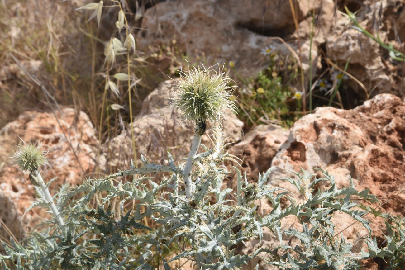 Image of genus Echinops specimen.