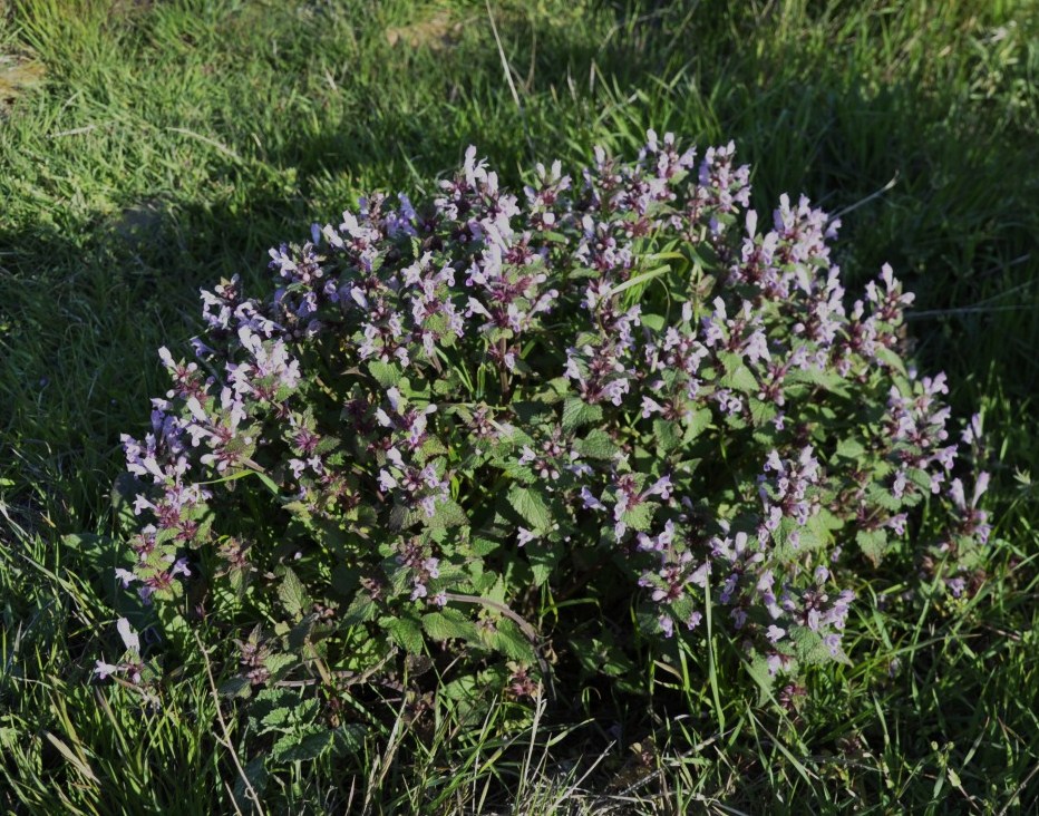 Изображение особи Lamium garganicum.