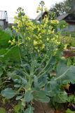 Brassica oleracea variety capitata. Цветущее растение. Свердловская обл., окр. г. Североуральск, дачный участок. 08.08.2021.