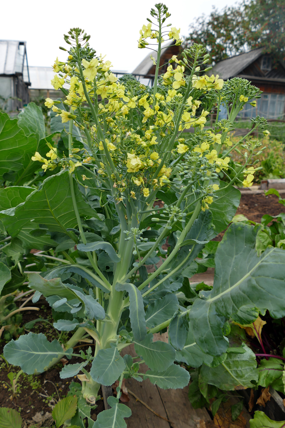 Image of Brassica oleracea var. capitata specimen.