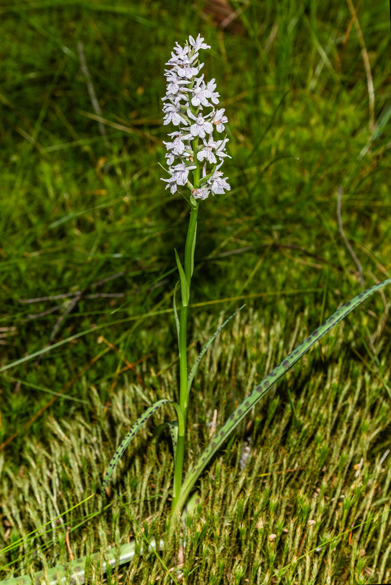 Image of Dactylorhiza maculata specimen.