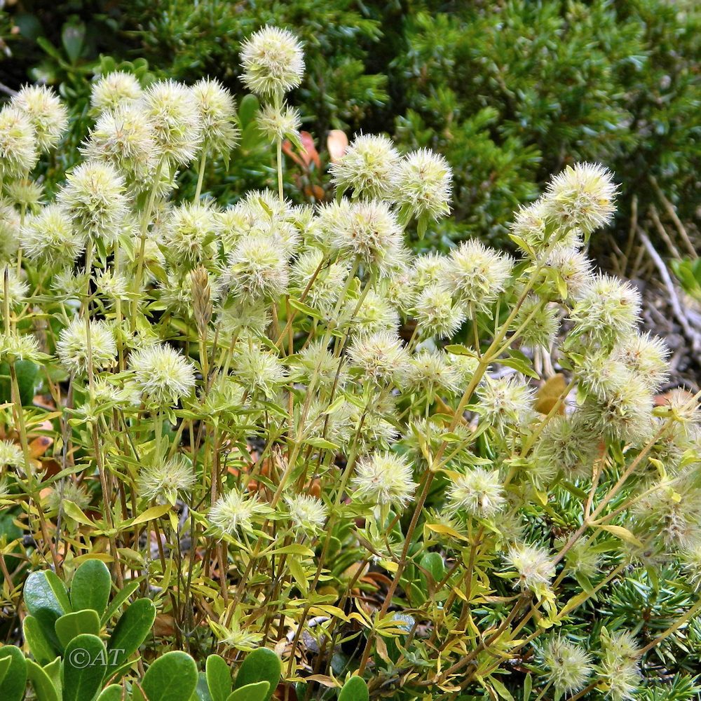 Image of genus Thymus specimen.