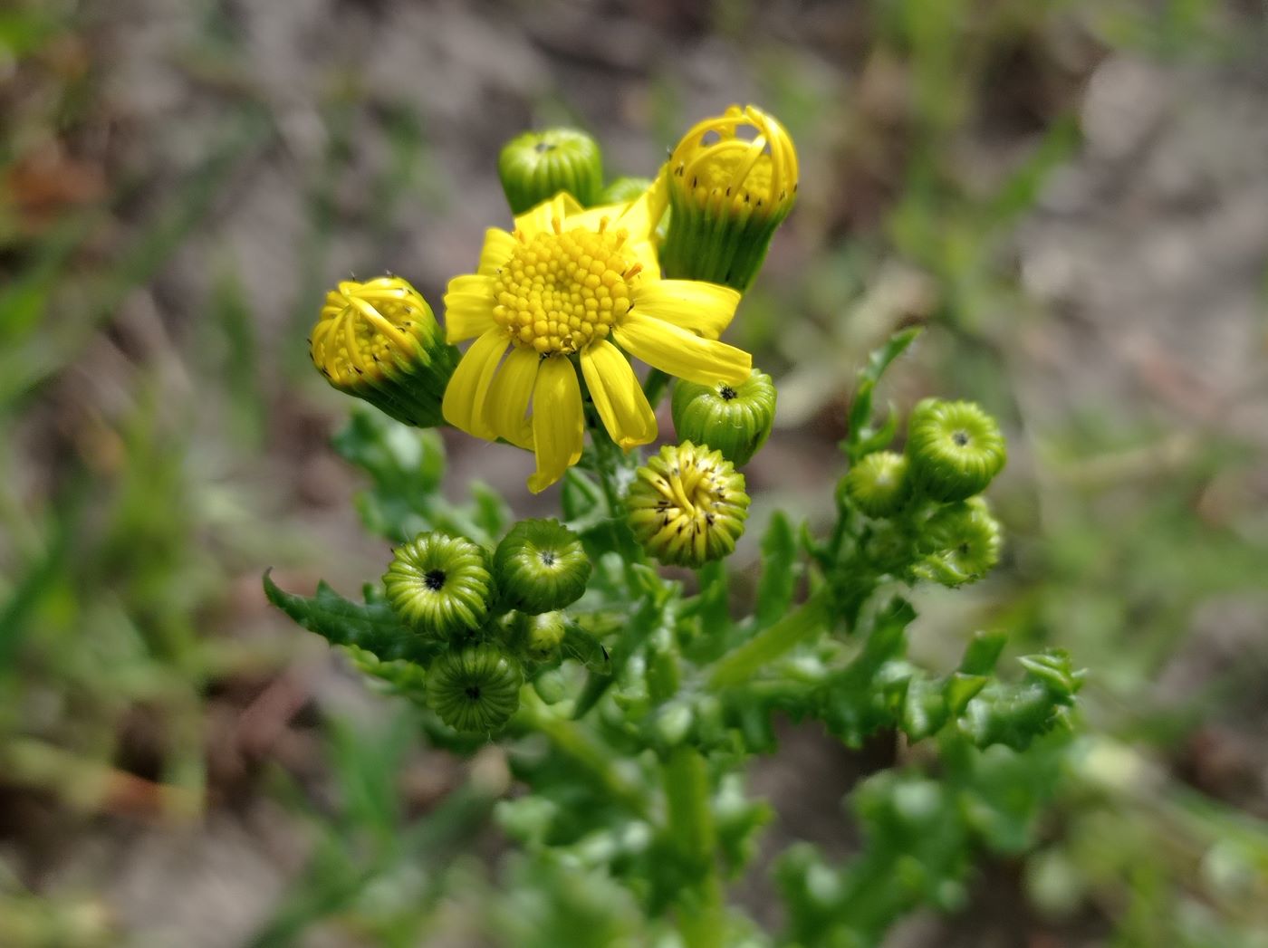 Изображение особи Senecio vernalis.