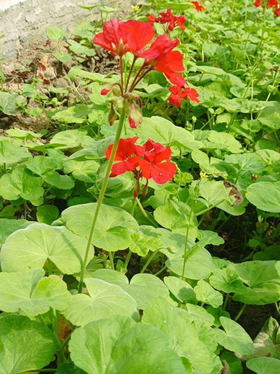 Изображение особи Pelargonium hortorum.
