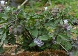 Physochlaina physaloides. Растение с цветками и завязями плодов. Республика Алтай, Шебалинский р-н, левый берег р. Катунь у устья р. Каспа, каменистая степь у скальной стены. 28.04.2026.