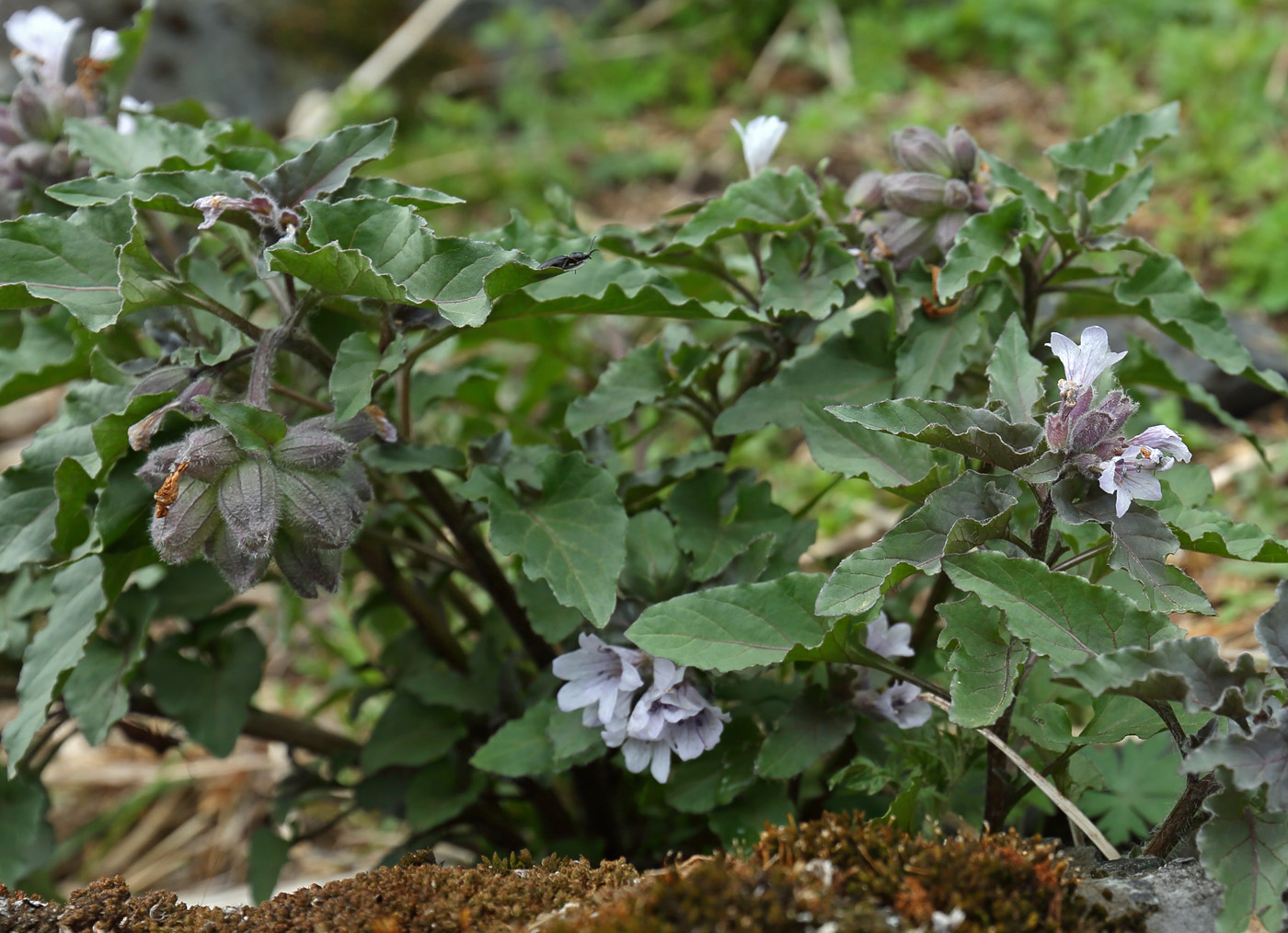 Изображение особи Physochlaina physaloides.