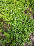 Vinca major. Цветущие растения. Волгоград, ул. Городовикова. 06.05.2026.