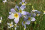 familia Rubiaceae. Хьюстония голубая (небесно-голубая). Houstonia caerulea. В природе. Галифакс. 01.06.2025.