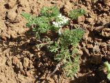 familia Apiaceae. Цветущее растение (высота - не более 5 см). Израиль, Голанские высоты, луг у дороги. 22.03.2008.