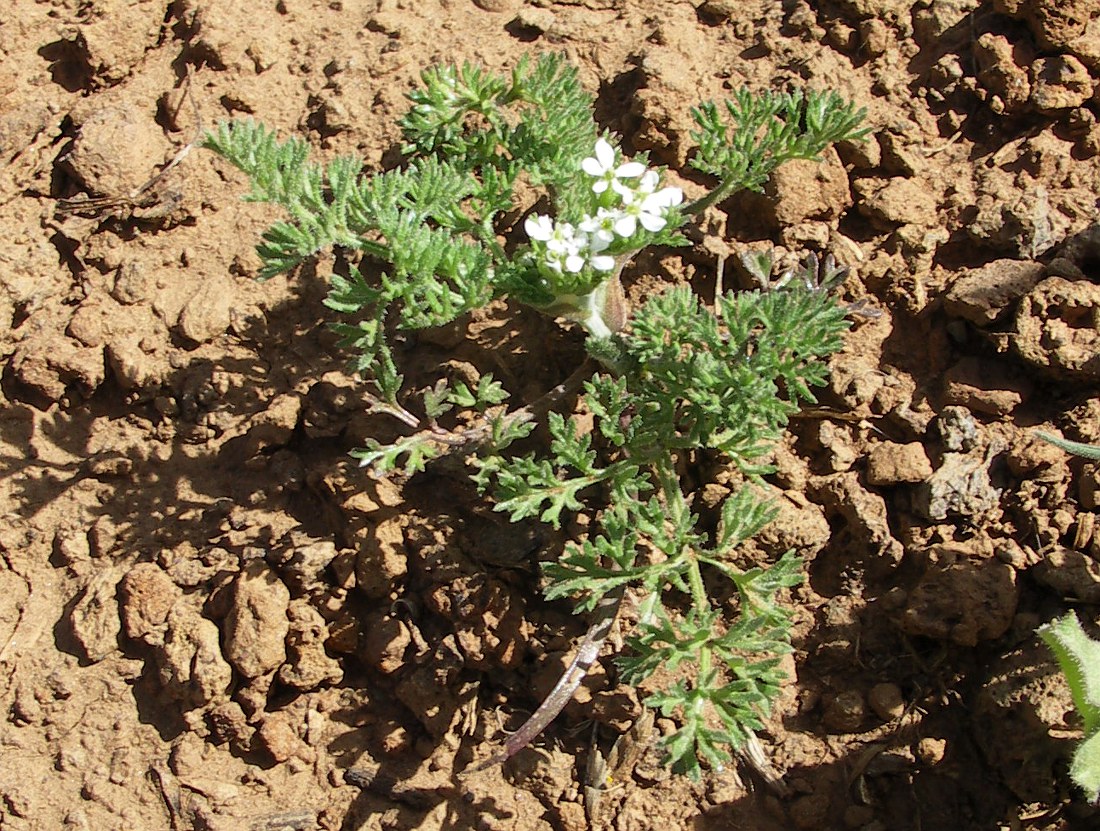 Изображение особи семейство Apiaceae.