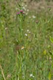 Dianthus armeria