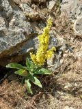 Verbascum formosum. Цветущее растение. Азербайджан, Нахчыван, Ордубадский р-н, окр. с. Генза, каменистый склон. 10.07.2026.