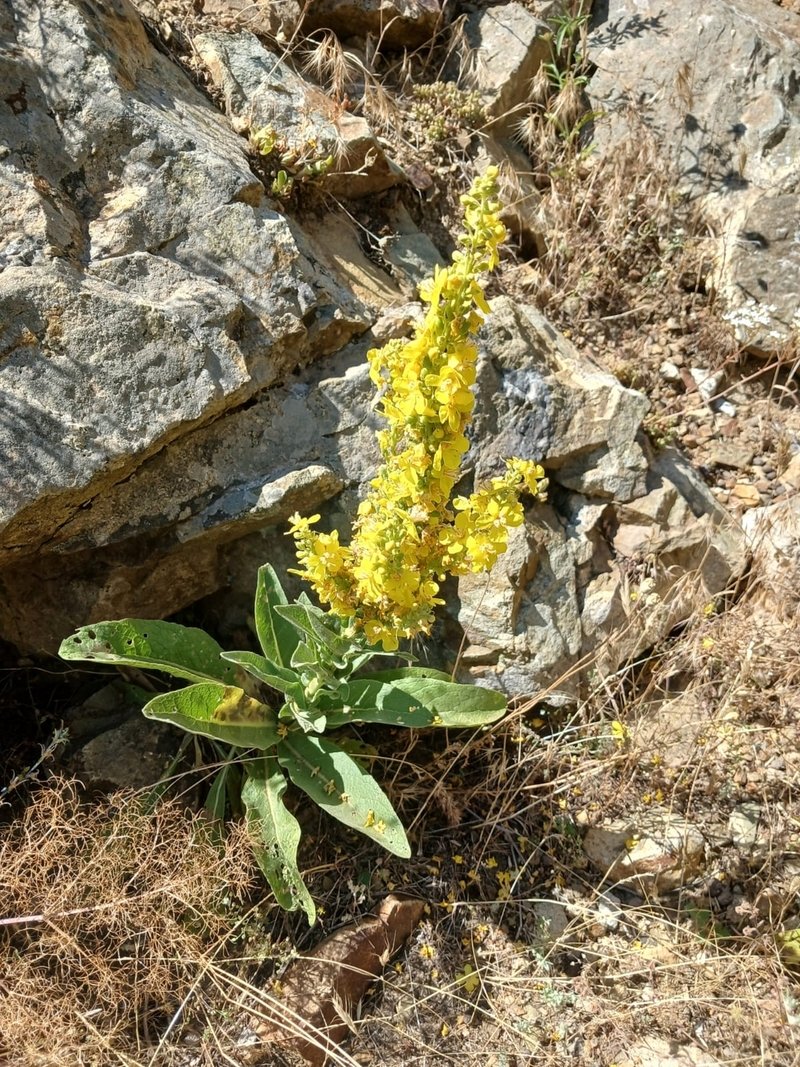 Image of Verbascum formosum specimen.
