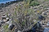 Dittrichia viscosa