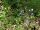 Aquilegia parviflora