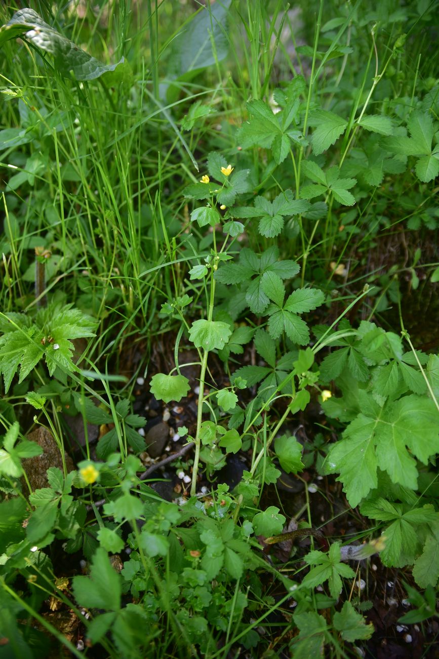 Image of Saxifraga cymbalaria specimen.