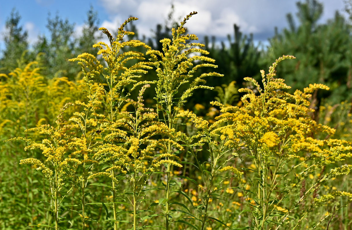 Изображение особи Solidago canadensis.