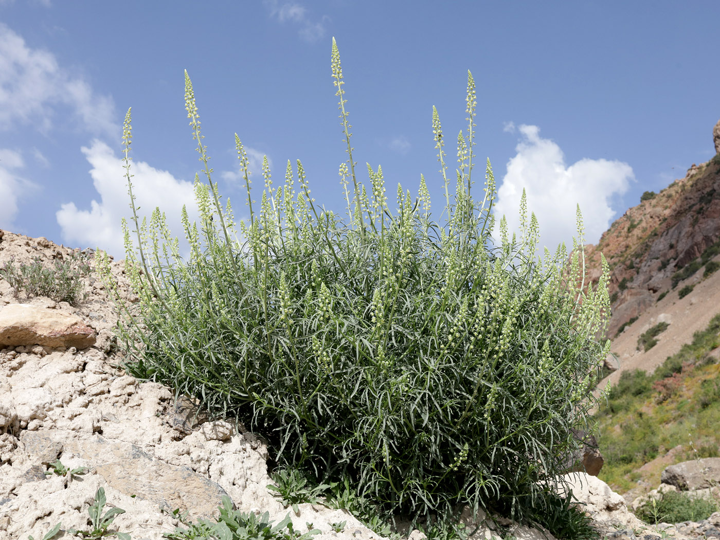Изображение особи Reseda lutea.