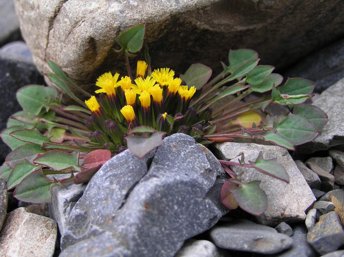 Изображение особи Crepis nana.