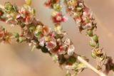 Salsola dzhungarica. Часть веточки плодоносящего растения. Казахстан, Алматинская обл., нац. парк \"Чарын\", пестроцветный сухой щебнистый сай. 18 сентября 2026 г.