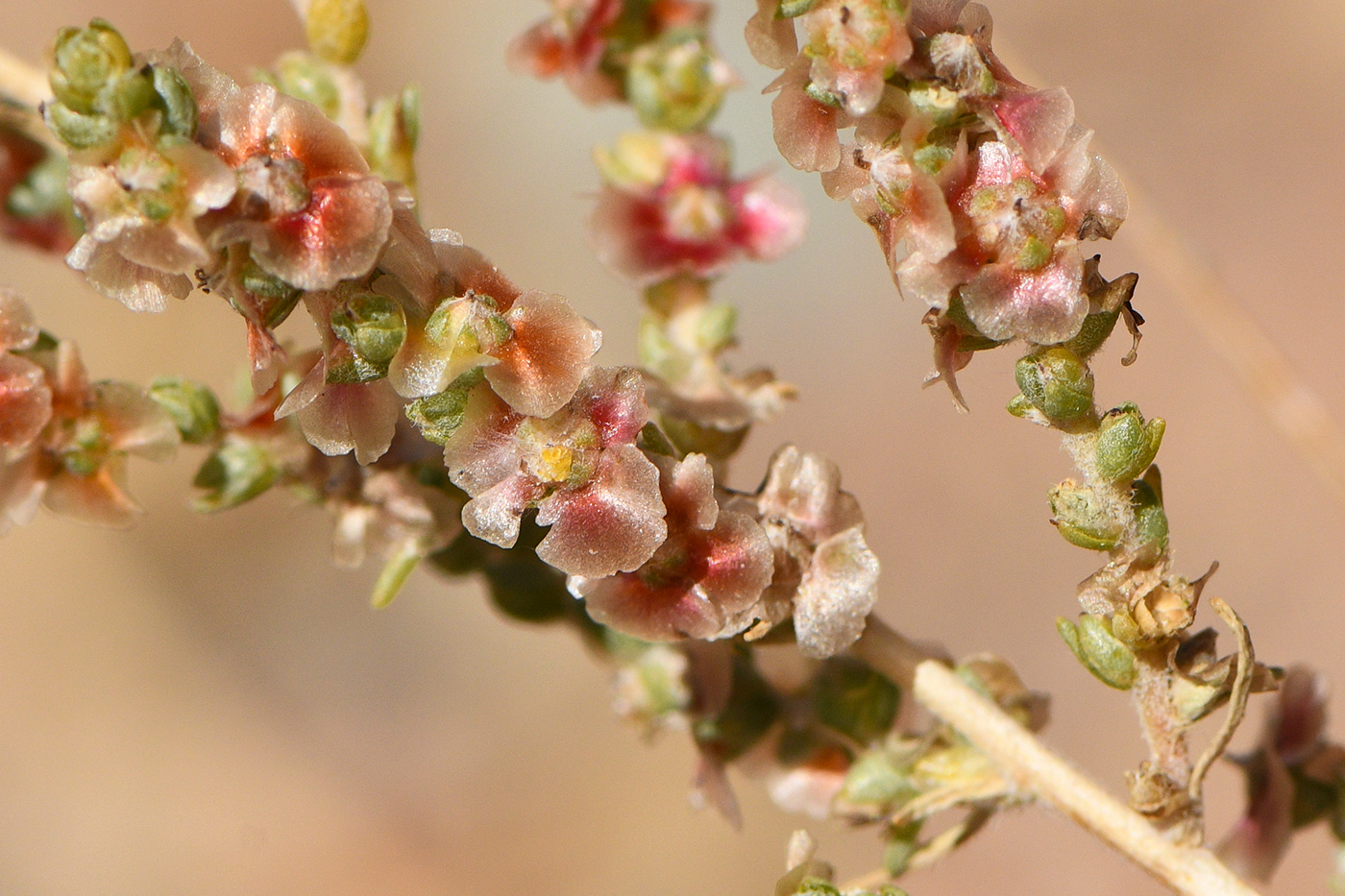 Изображение особи Salsola dzhungarica.