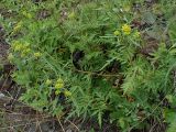 Patrinia rupestris. Цветущие растения. Хабаровский край, Комсомольский р-н, с. Верхняя Эконь, берег р. Амур, на скальном грунте. 07.07.2026.