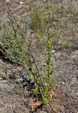 Verbascum sinuatum. Расцветающее растение. Португалия, г. Лиссабон, пустырь. 16.06.2026.