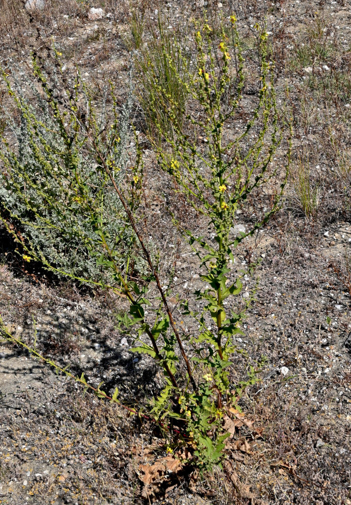Изображение особи Verbascum sinuatum.