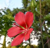 Hibiscus coccineus. Часть стебля с цветком и плодом. Краснодарский край, г. Сочи, парк \"Дендрарий\". 17.08.2026.
