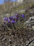 Pulsatilla patens