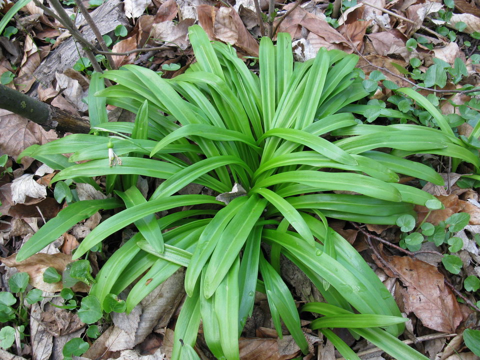 Изображение особи Galanthus woronowii.