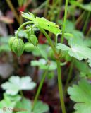 Geranium lucidum