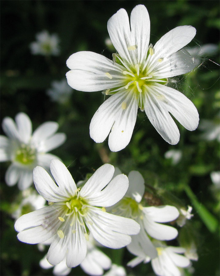 Image of Cerastium arvense specimen.