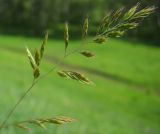 genus Festuca