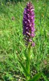 Dactylorhiza incarnata