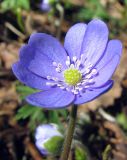 View full-size image Hepatica nobilis