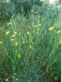 род Tragopogon