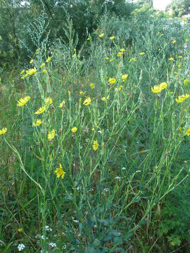 Image of genus Tragopogon specimen.