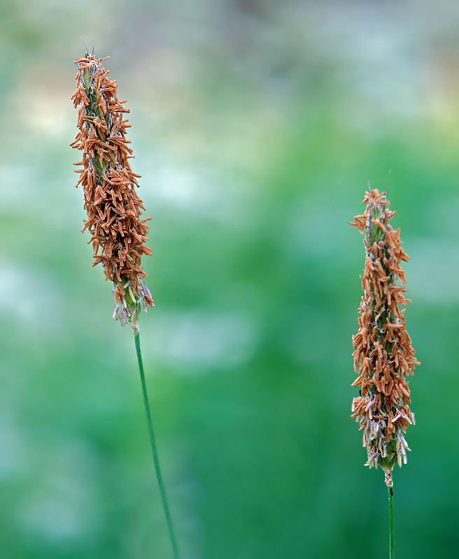 Изображение особи Alopecurus pratensis.