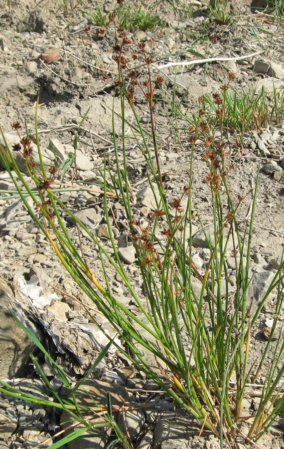Изображение особи Juncus articulatus.