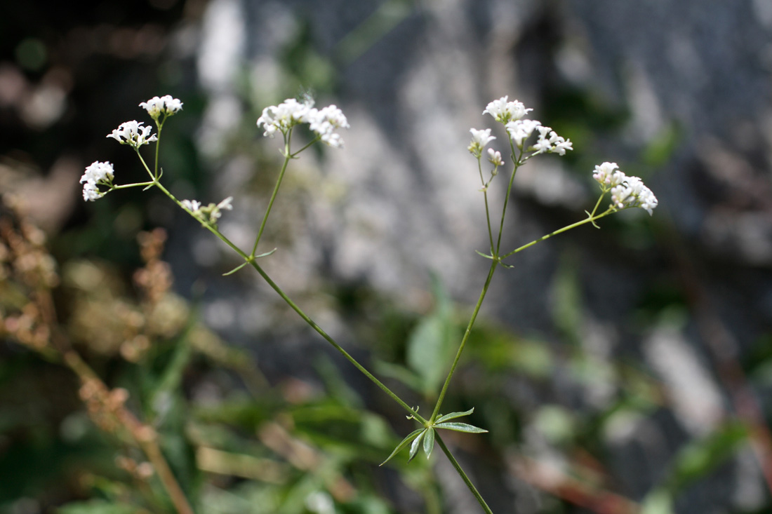 Изображение особи Galium pseudorivale.