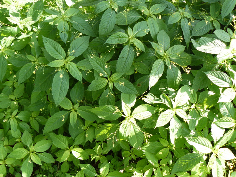 Image of Impatiens parviflora specimen.