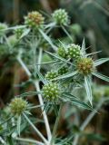 Eryngium campestre. Соцветия. Ростовская обл., Мясниковский р-н, Недвиговское сельское поселение, ур. Каменная балка. 31.07.2011.