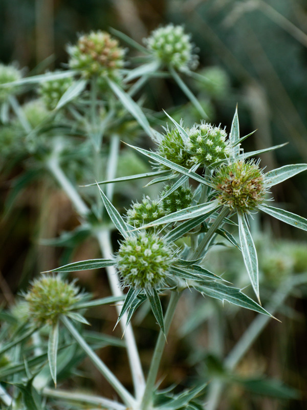 Изображение особи Eryngium campestre.