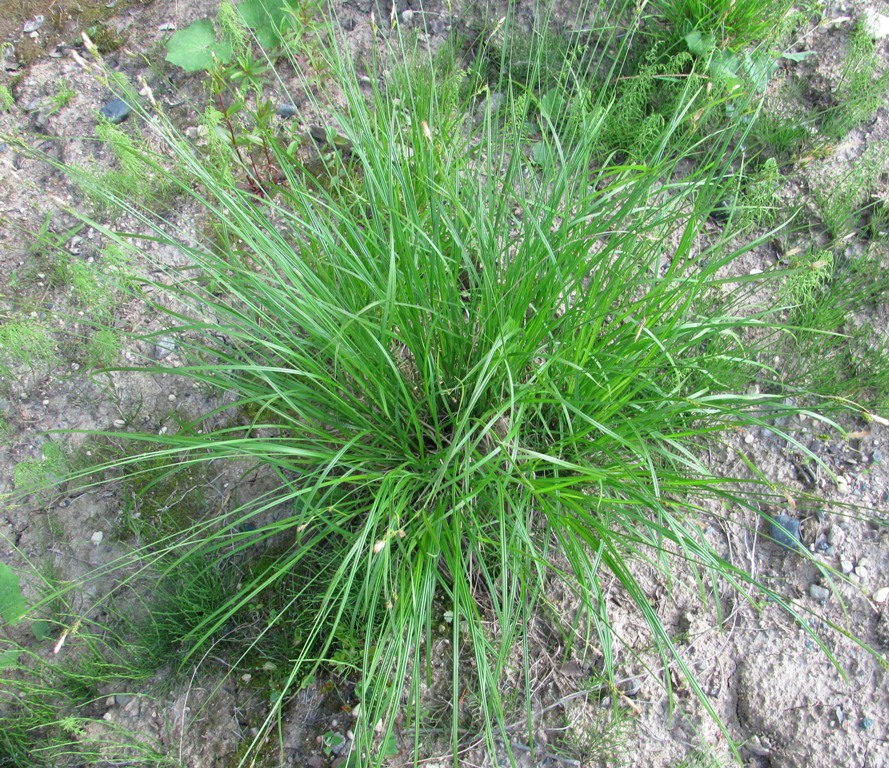 Image of genus Carex specimen.
