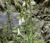 Campanula alliariifolia. Часть побега с цветками. Черноморское побережье Кавказа, щель Прасковеевская, обрывистый берег р. Джанхот. 24.09.2011.