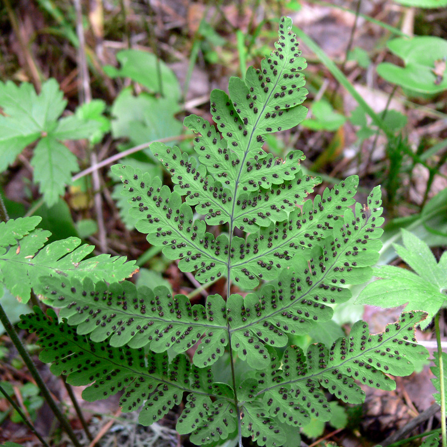 Изображение особи Gymnocarpium dryopteris.