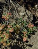 Atraphaxis pyrifolia. Веточка с соплодиями (вверху - осиное гнездо). Казахстан, Южно-Казахстанская обл., долина р. Боролдай. 02.05.2011.